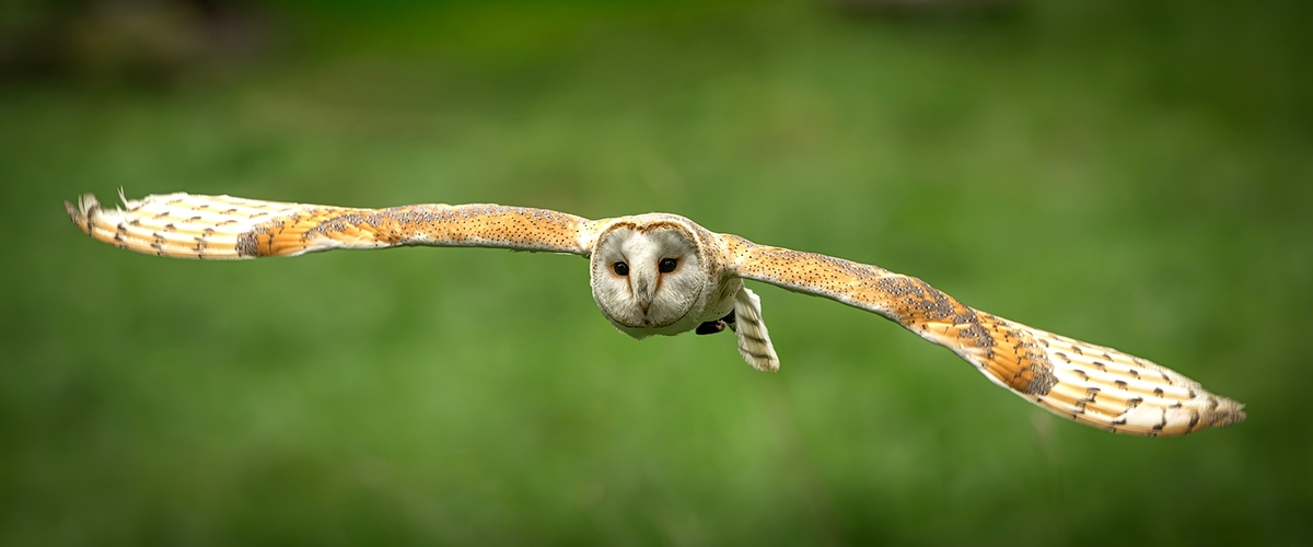Barn Owl - Steve Bird